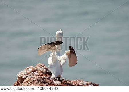 A Gannet Stands With Spread Wings On A Rock After Landing. Sea In The Background. Heligoland