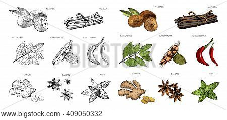 Hand Drawn Colorful . Vanilla And Pepper, Cardamom And Badian , Nutmeg And Bay Leaves.sketch Kitchen