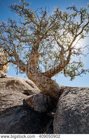 Backlit Elephant Tree Bursera Microphylla Growing From A Rock Crevice In Baja California, Mexico