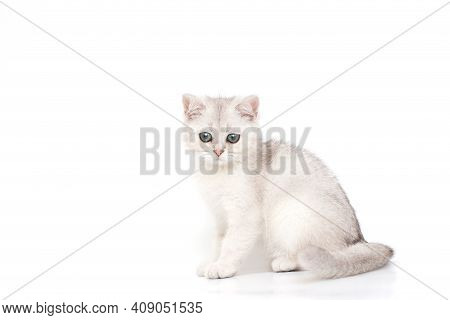 Beautiful Calmy White With Gray Kitten Of British Breed Sits