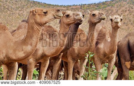 Caravan Of 5 Camels Staring Calmly In Wildlife