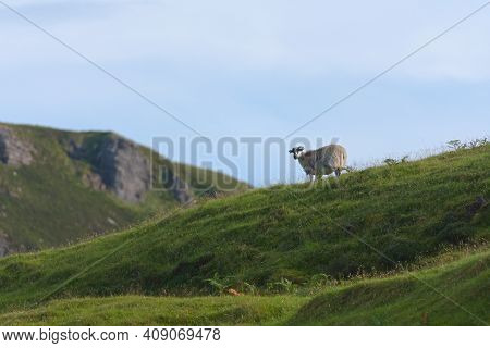 A Lone Sheep Roams The Scottish Island Of Raasay. Amongst Long Wild Grass And Mountains It Looks Tow