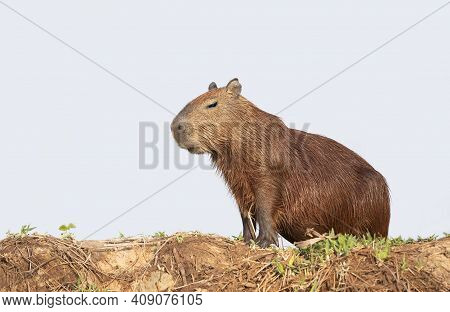Close Up Of A Capybara Standing On A River Bank Against Clear Blue Sky, South Pantanal, Brazil.