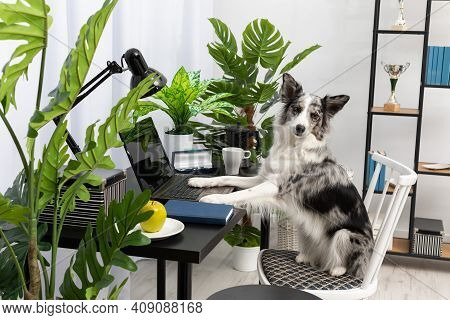 While The Babysitter Was Away, The Dog Sat On The Chair In Front Of The Laptop In The Living Room. P