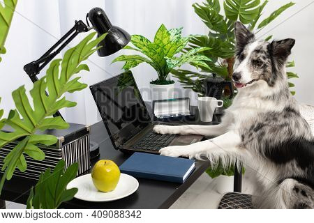 While The Babysitter Was Away, The Dog Sat On The Chair In Front Of The Laptop In The Living Room. P