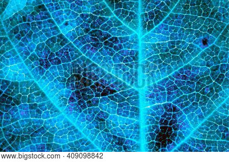 A Leaf Of A Tree Close Up. Dark Catchy Background Or Wallpaper. Mosaic Blue And Violet Pattern Of Ne