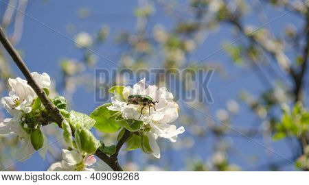Rose Chafer On The Apple Tree Flowers On Blurred Background. Cetonia Aurata, Called The Rose Chafer 