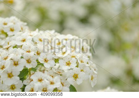 Bird Cherry. Closeup Of Bird Cherry Tree Branch On Blue Sky. Blossom Of Bird Cherry Large Shrub. Blo