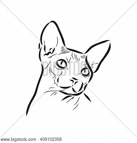 Sketch Of A Sphinx Cat, Isolated, On A White Background. Sphinx Cat, Vector Sketch On A White Backgr