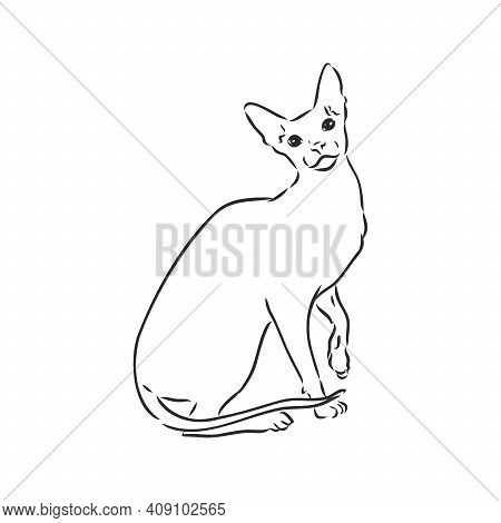 Sketch Of A Sphinx Cat, Isolated, On A White Background. Sphinx Cat, Vector Sketch On A White Backgr