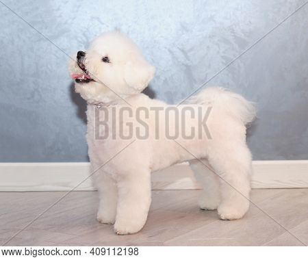 White Dog Bichon Frise Standing In Front Of A Gray Background