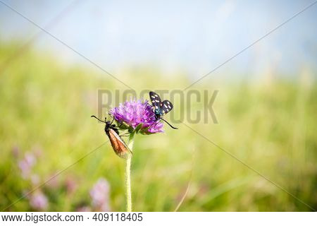 Scarlet Tiger Moth On Clover Flower Close Up. Nature Background