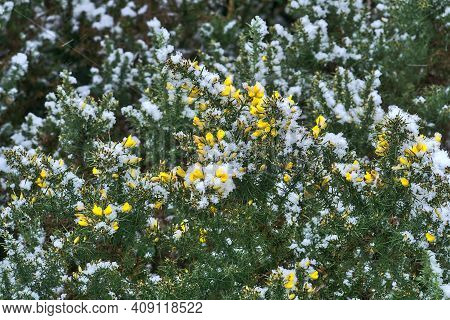 Beautiful Winter Gorse (ulex) Wild Yellow Flowers Growing Everywhere In Ireland, Road To Ticknock Na