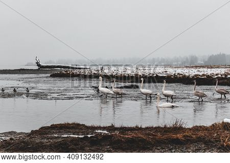 Group Of Swans At Comox Harbour During The Winter Storm With Snow In The Background. Vintage Grain L