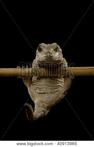 Gargoyle Gecko