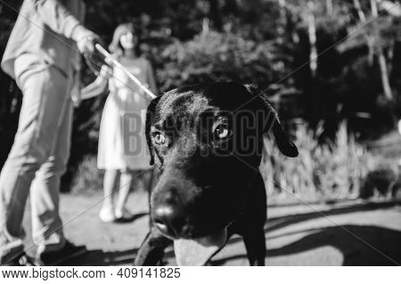 Lovely Couple Is Walking With A Black Labrodor On A Leash. Lovers Smile And Watch The Dog. A Walk In
