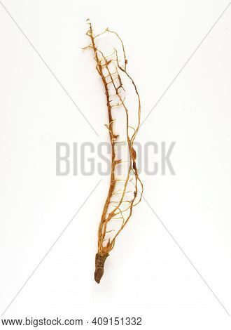 Tamarind Tree Produces Brown, Pod-like Fruits That Contain A Sweet, Tangy Pulp