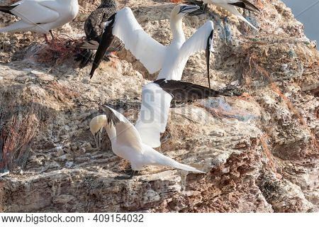 A Colony Of Gannets Landing On A Rock. Sea In The Background. Helgoland