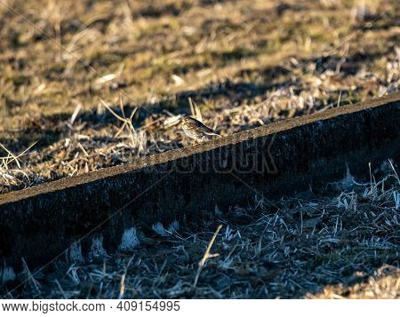 A Small Pipit Songbird Hides In The Low Grass Of A Fallow Winter Rice Field On A Small Farm Near Yok