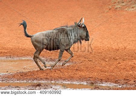 A blue wildebeest (Connochaetes taurinus) running, Mokala National Park, South Africa