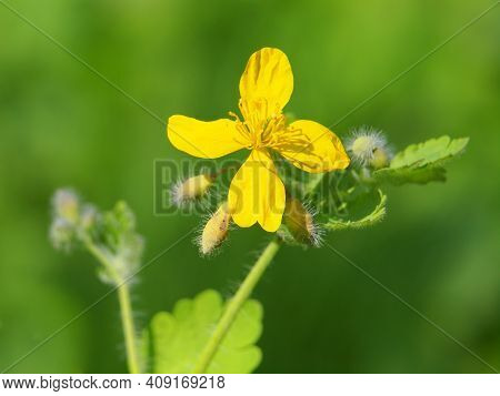 Yellow Flower Of Greater Celandine, Chelidonium Majus