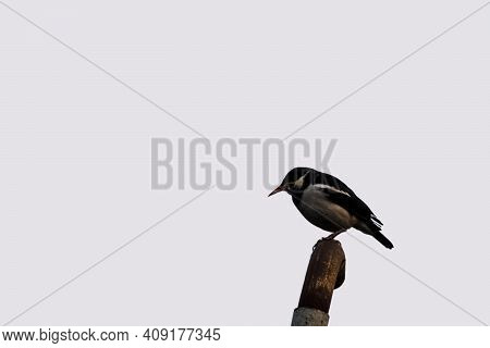 The Common Myna Or Indian Myna, Sometimes Spelled Mynah Sitting On A Pole