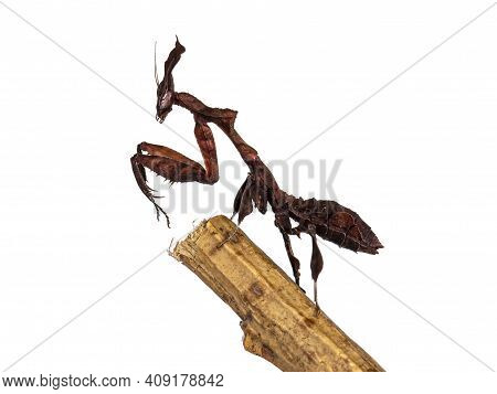 Side View Of Ghost Mantis Aka Phyllocrania Paradoxa Nymph. Standing Side Ways In Praying Position On