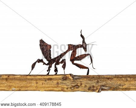 Side View Of Ghost Mantis Aka Phyllocrania Paradoxa Nymph. Walking Side Ways On Wooden Stick. Isolat