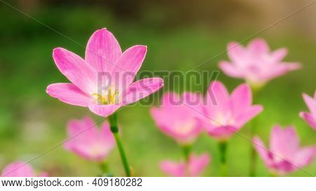 Pink Zephyranthes Lily Flower In A Garden.