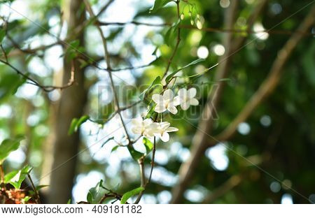 Wild Water Plum White Flower Hanging On Branch Flowing From Wind Blow In Garden