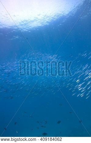 School Of Doubleline Fusilier ( Pterocaesio Digramma ) \n Swimming Over Rocky Reef