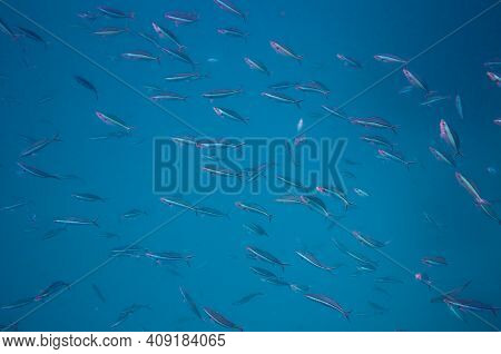 School Of Doubleline Fusilier ( Pterocaesio Digramma ) \n Swimming Over Rocky Reef