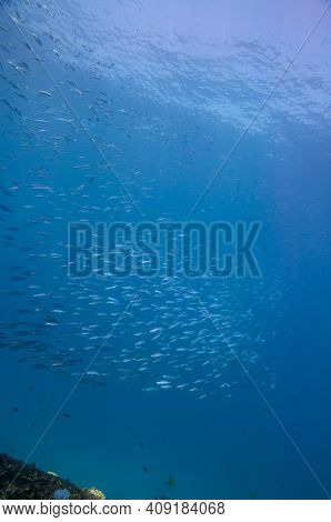 School Of Doubleline Fusilier ( Pterocaesio Digramma ) \n Swimming Over Rocky Reef