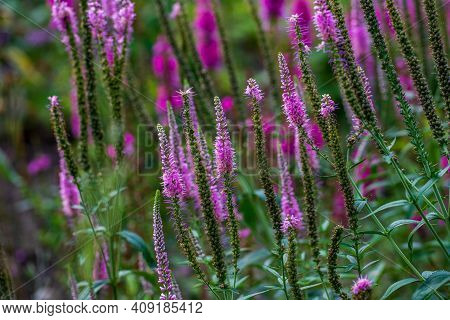 View Of Pink Veronica Longifolia Garden Longleaf Speedwell On The Summer Meadow. Photography Of Live