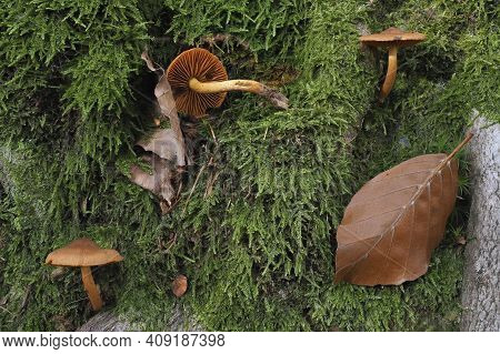 The Cinnamon Webcap (cortinarius Cinnamomeus) Is An Poisonous Mushroom , An Intresting Photo