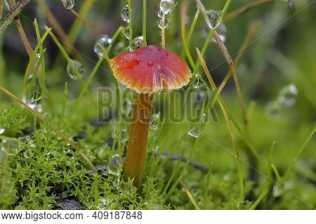 The Blackening Waxcap (hygrocybe Conica) Is An Inedible Mushroom , An Intresting Photo
