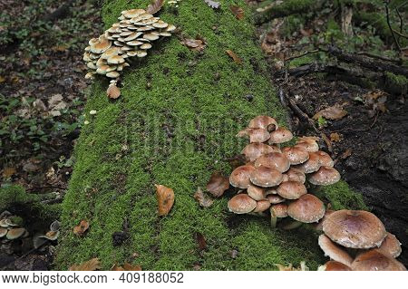 The Brick Tuft (hypholoma Lateritium) In Front And Sulphur Tuft (hypholoma Fascuiculare) Are Both Po