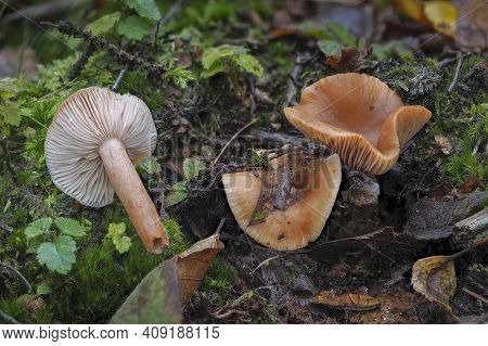 The Birch Milkcap (lactarius Tabidus) Is An Inedible Mushroom , An Intresting Photo