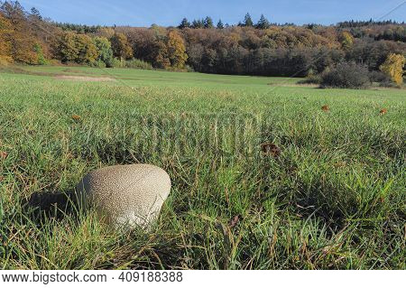 The Lycoperdon Utriforme Is An Edible Mushroom , An Intresting Photo