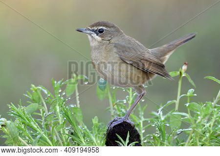 Lovely Chubby Brown Bird Perching On Weed Spot Among Fresh Green Leafs With Water Drops In Early Mor
