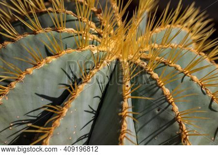 Close-up Of Astrophytum Ornatum Cactus. Photography Of Lively Nature.
