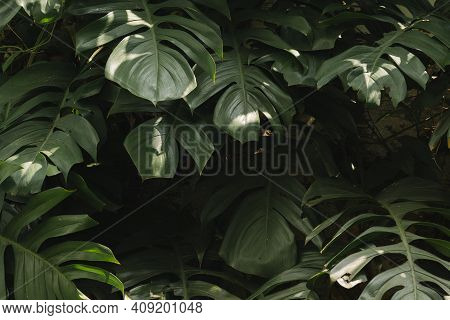 Monstera Delicosa Leaves Textured Background High Quality Photo