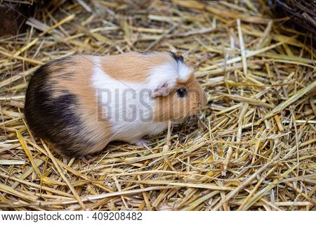 Close-up Of White-brown-black Domestic Guinea Pig (cavia Porcellus) Cavy On The Straw. Photography O