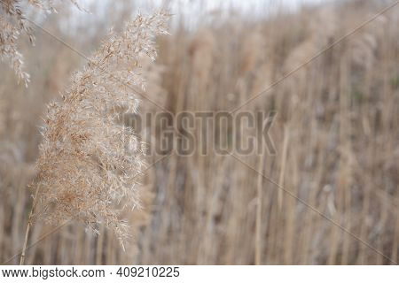 Bulrush Closeup Texture Background. Rye Design Mock Up Wallpaper. Autumn Mock Up With Dry Flowers/bu
