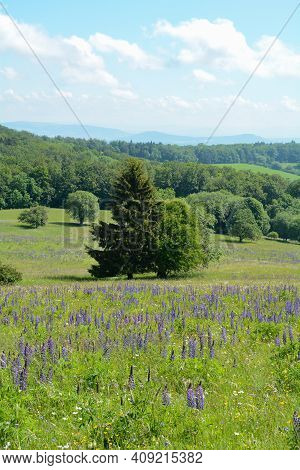 Forests And Green Meadows With Lupins In The Hohe Rhoen, Bavaria, Germany