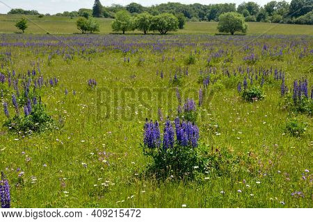 Green Meadows With Lots Of Purple Lupins In The High Rhoen, Bavaria, Germany
