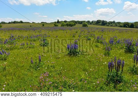 Green Meadows With Lots Of Purple Lupins In The High Rhoen, Bavaria, Germany
