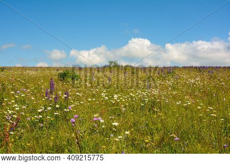 Flower Meadow With Lupins And Blue Sky In The High Rhoen, Bavaria, Germany
