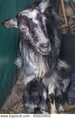 Home Environment. The Goat Has Just Farrowed And Protects Its Offspring. Small Depth Of Field. Soft