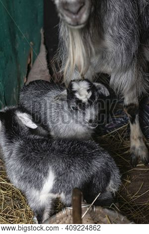 Home Environment. The Goat Has Just Farrowed And Protects Its Offspring. Small Depth Of Field. Soft